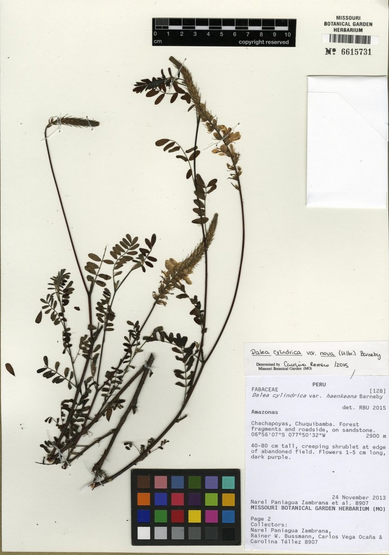 Dalea cylindrica var. nova