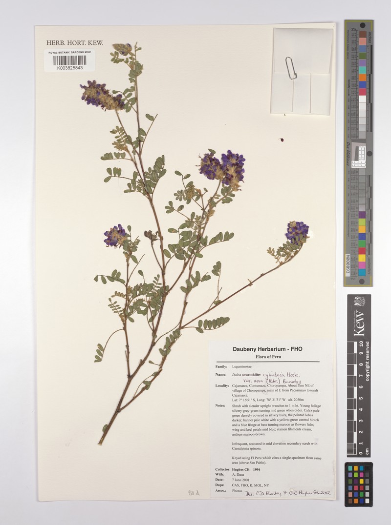 Dalea cylindrica var. nova photo 2