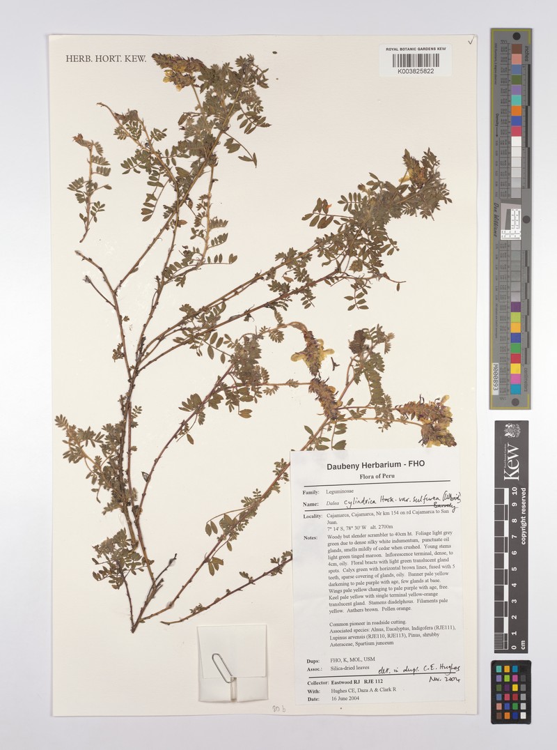 Dalea cylindrica var. sulfurea