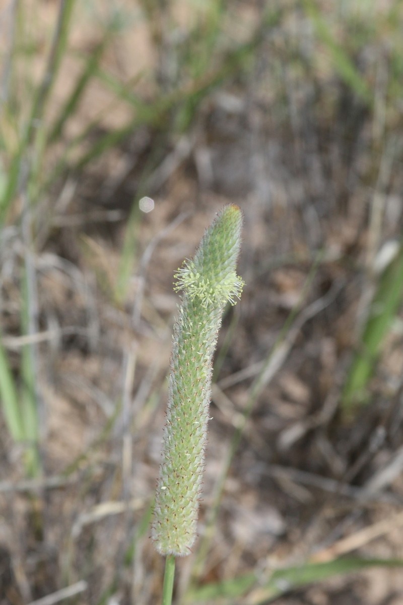 Andean Prairie Clover