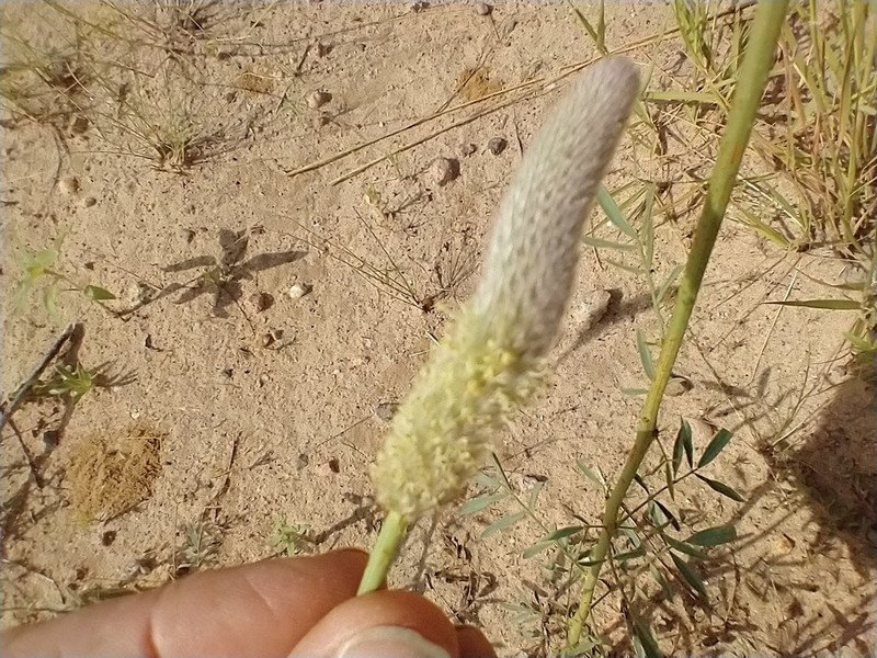 Andean Prairie Clover photo 2