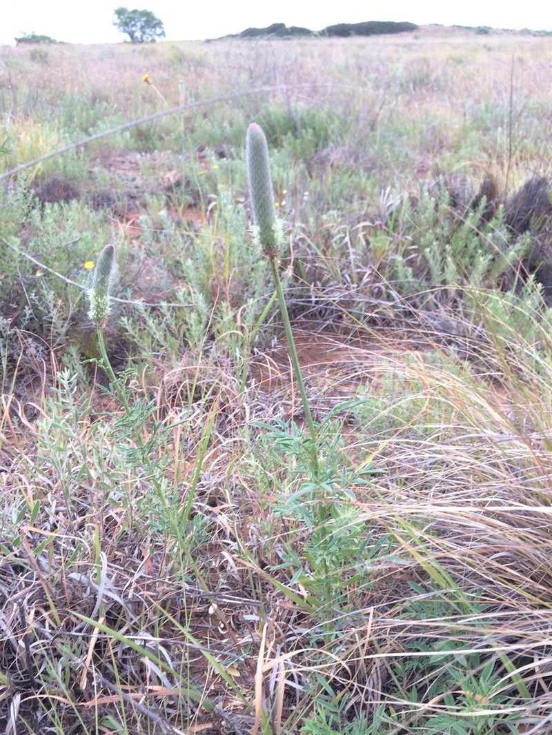 Andean Prairie Clover photo 3