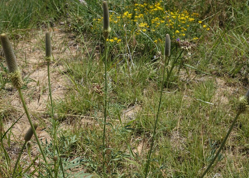 Andean Prairie Clover photo 4