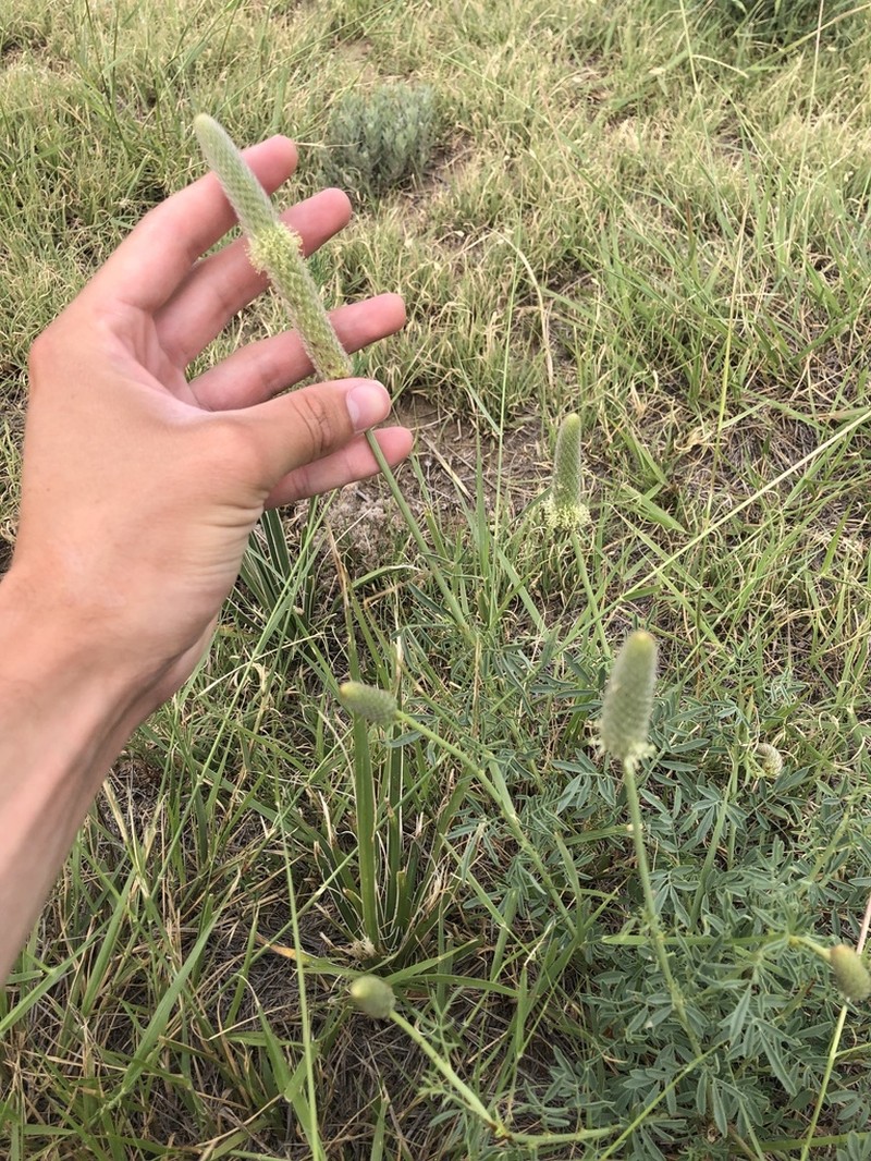 Andean Prairie Clover photo 5