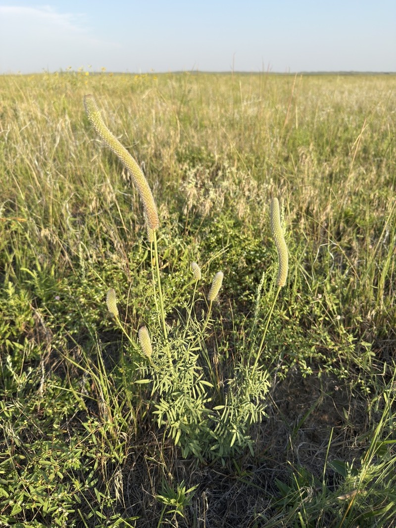Andean Prairie Clover photo 6
