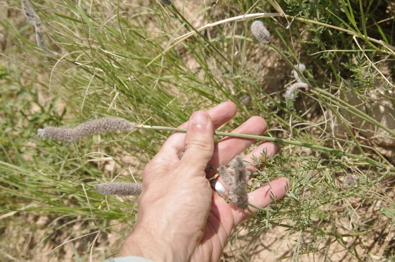 Andean Prairie Clover photo 7