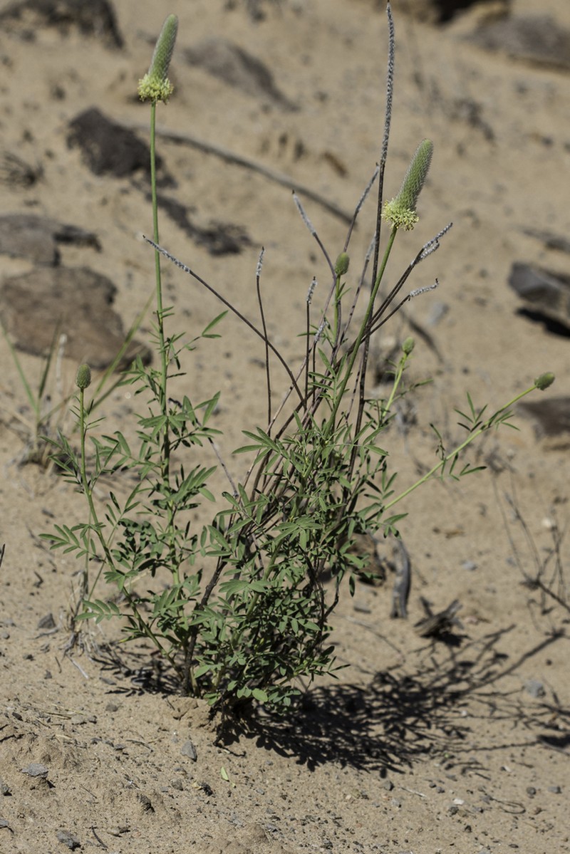 Andean Prairie Clover photo 8