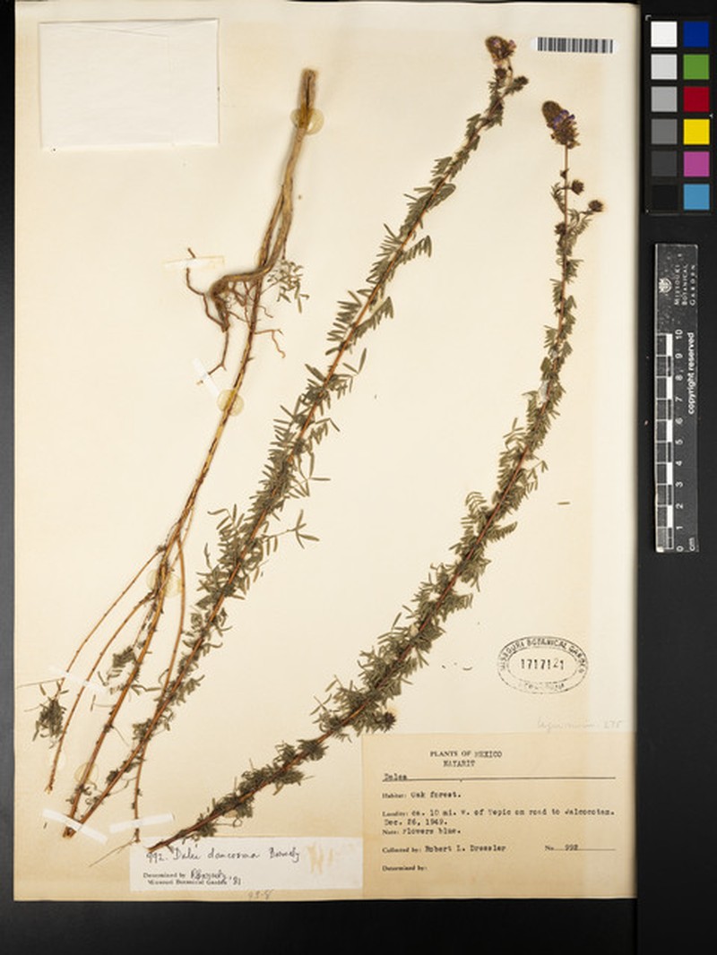 Dalea daucosma photo 2