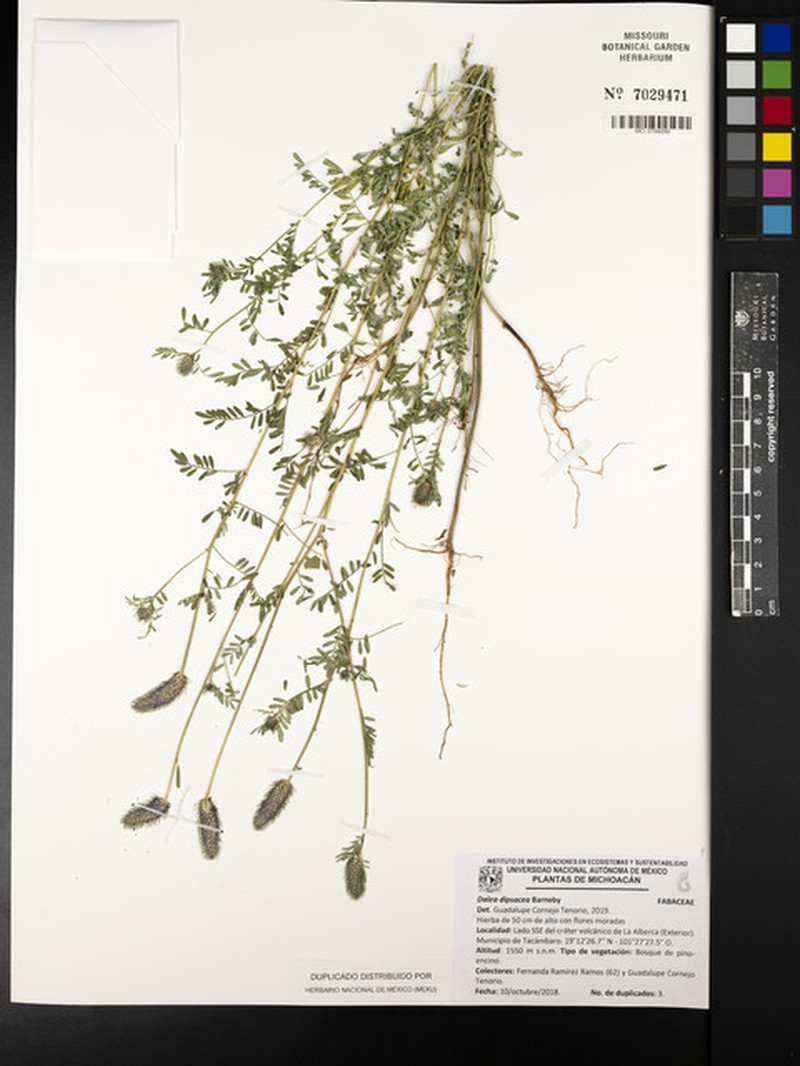 Dalea dipsacea