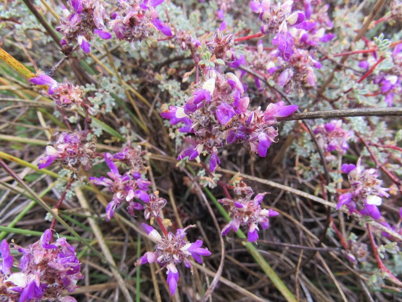 Dalea dorycnioides