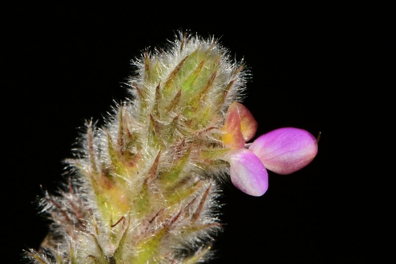 Dalea dorycnioides photo 2