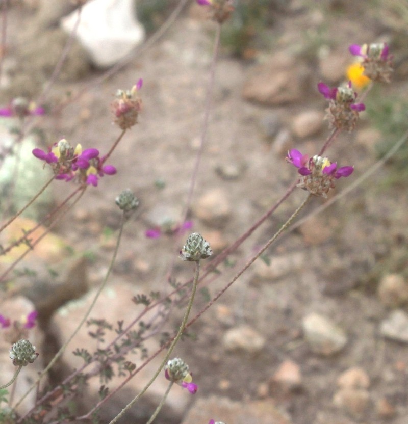 Dalea dorycnioides photo 3