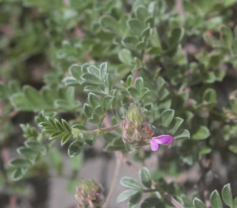 Dalea dorycnioides photo 4