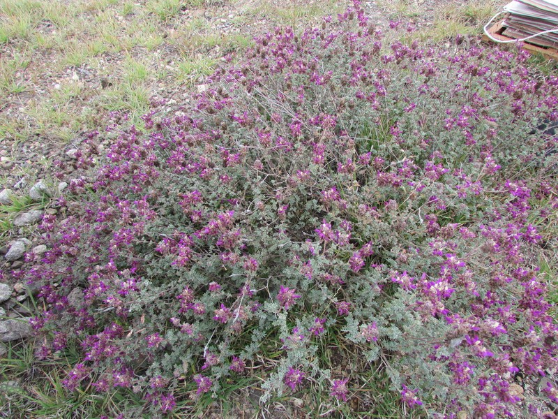 Dalea dorycnioides photo 5