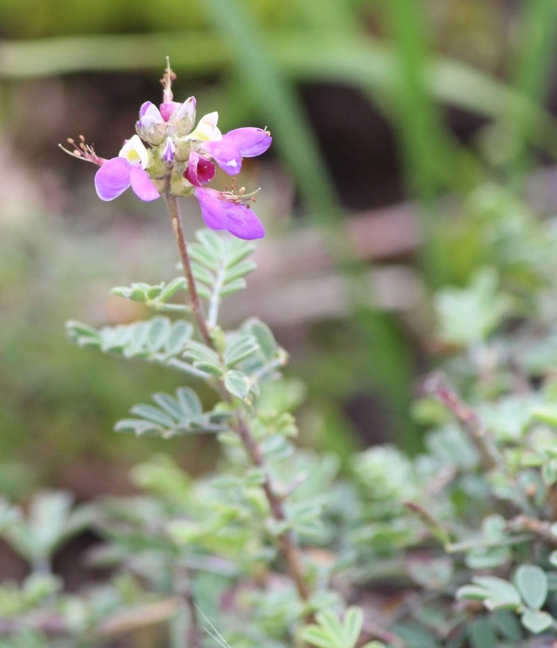 Dalea dorycnioides photo 6