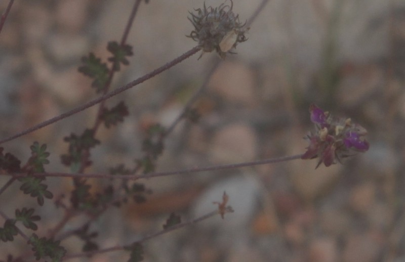 Dalea dorycnioides photo 7