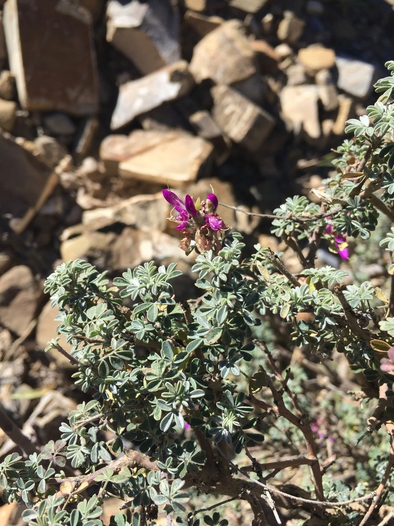 Dalea dorycnioides photo 8