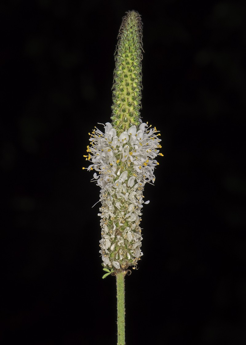 Dalea drummondiana
