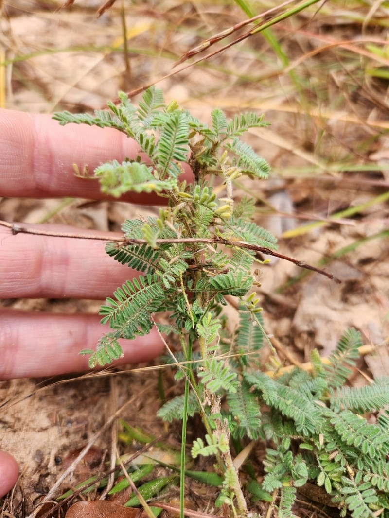 Dalea drummondiana photo 2