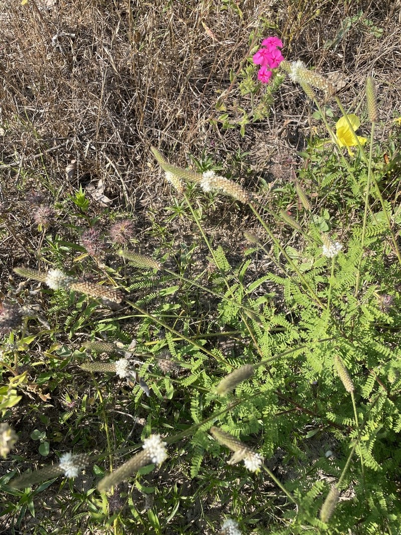 Dalea drummondiana photo 3