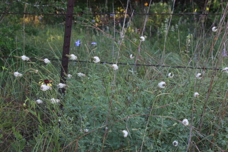 Dalea drummondiana photo 4