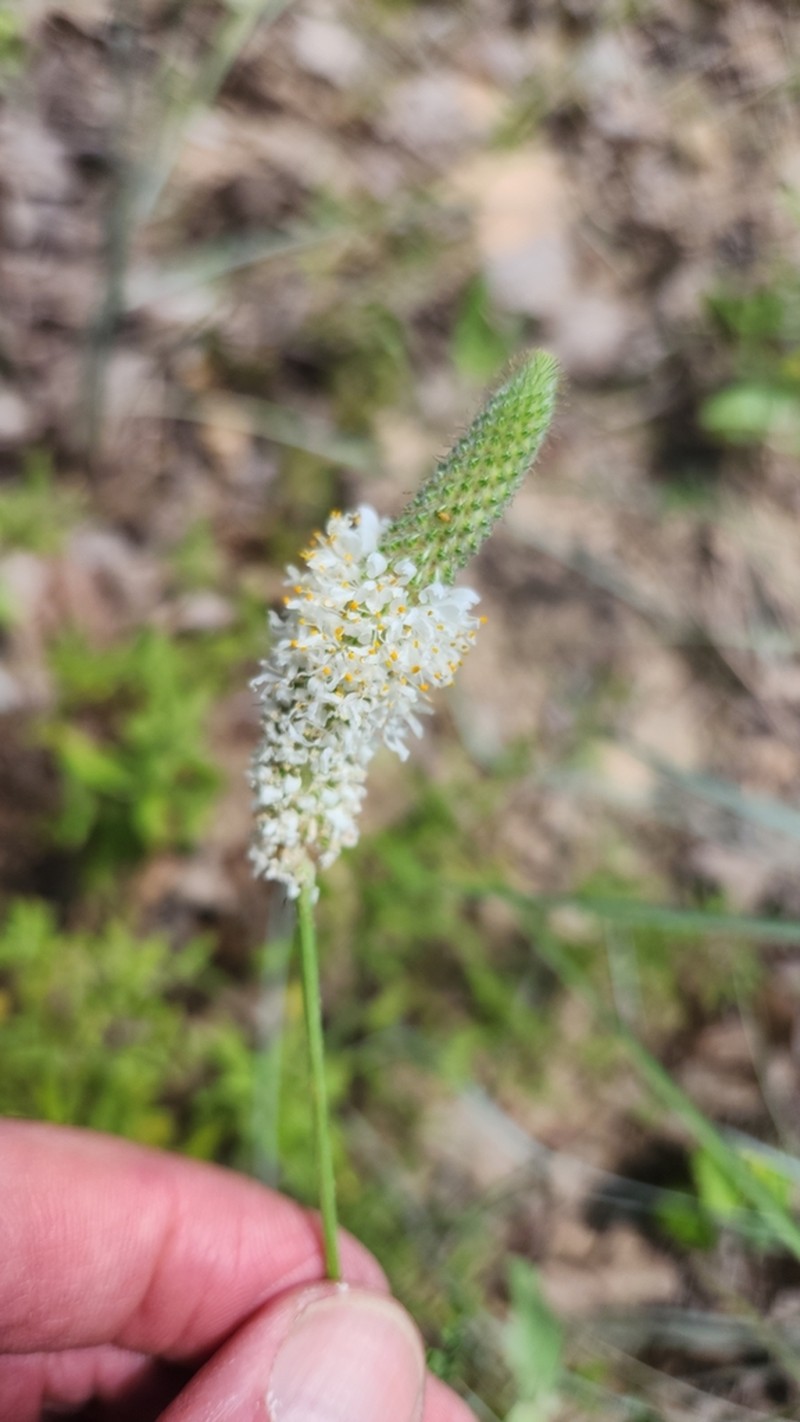 Dalea drummondiana photo 5