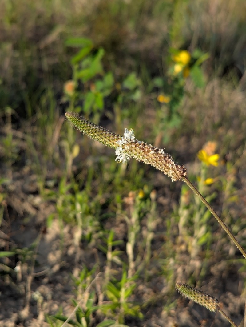 Dalea drummondiana photo 6