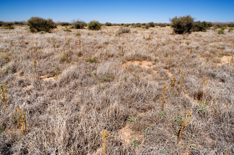 Chihuahuan Prairie Clover