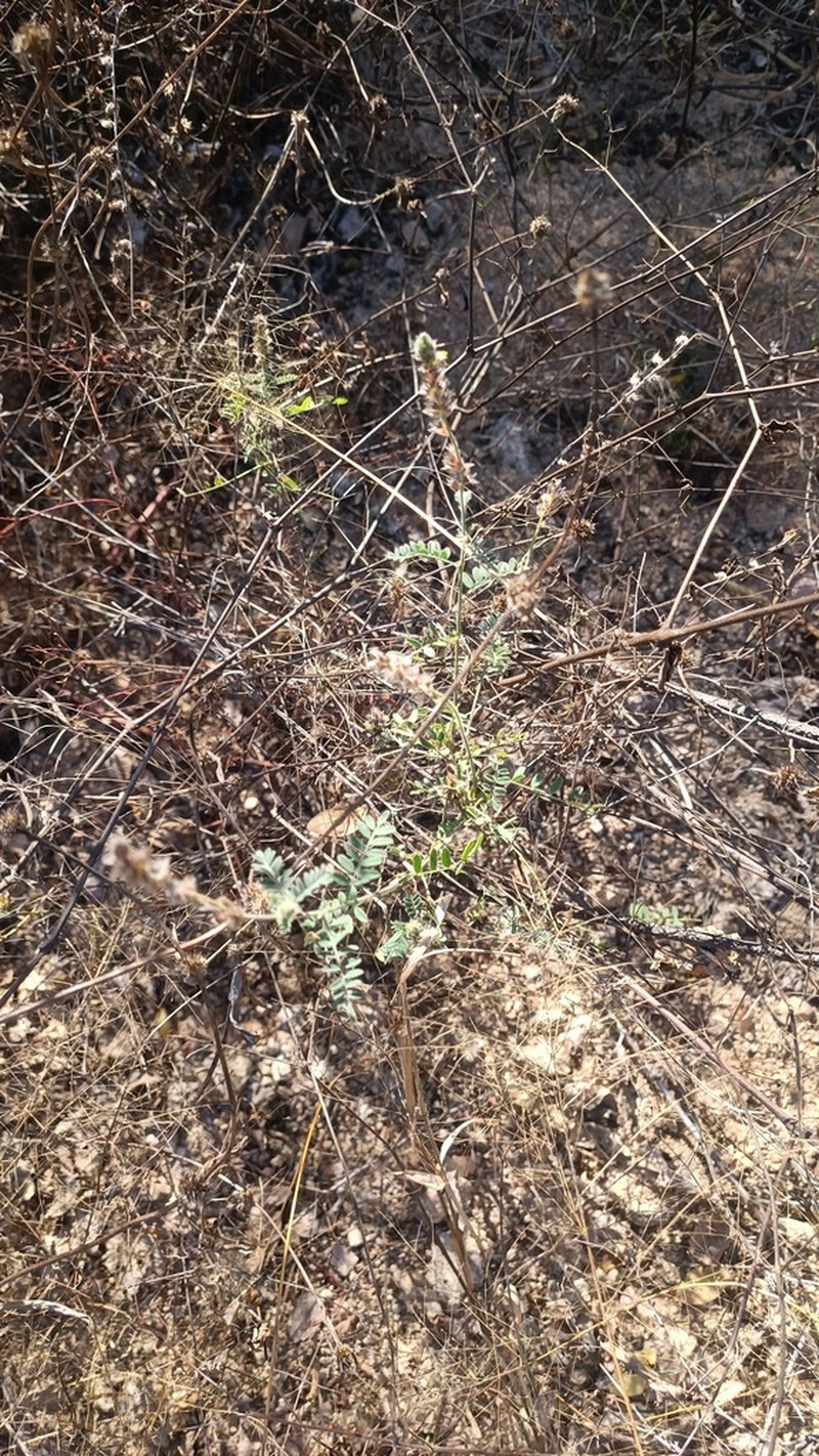 Dalea elata