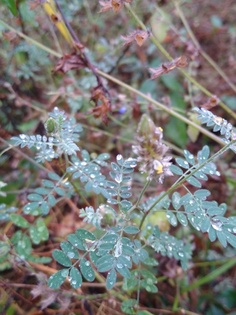 Dalea elata photo 2