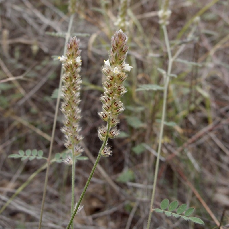 Dalea elata photo 3