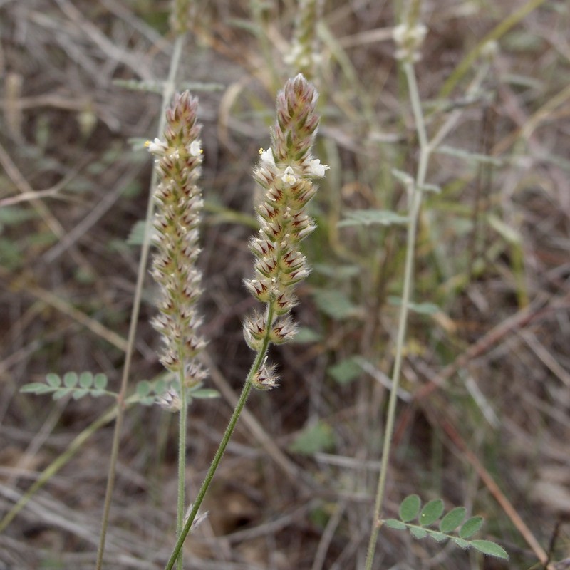 Dalea elata photo 4