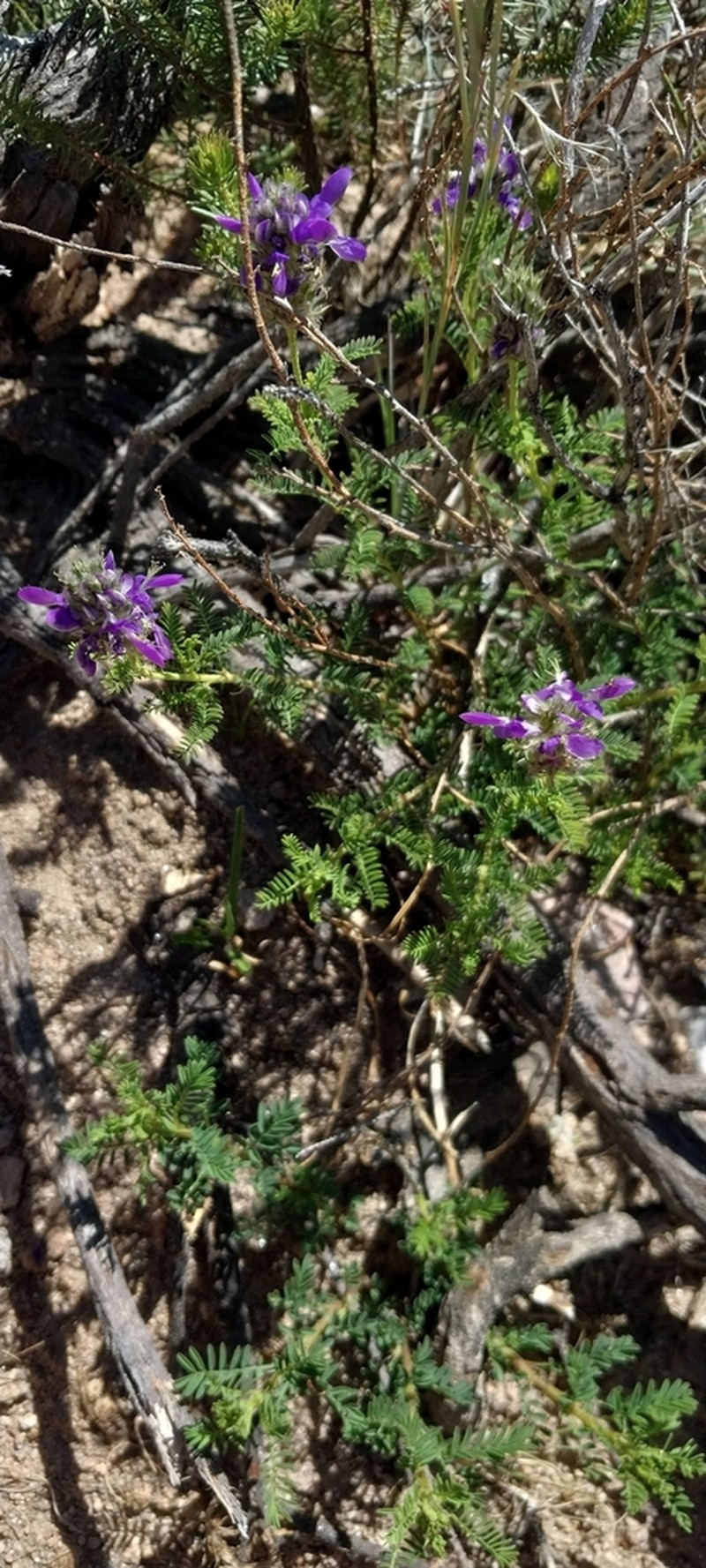 Dalea elegans