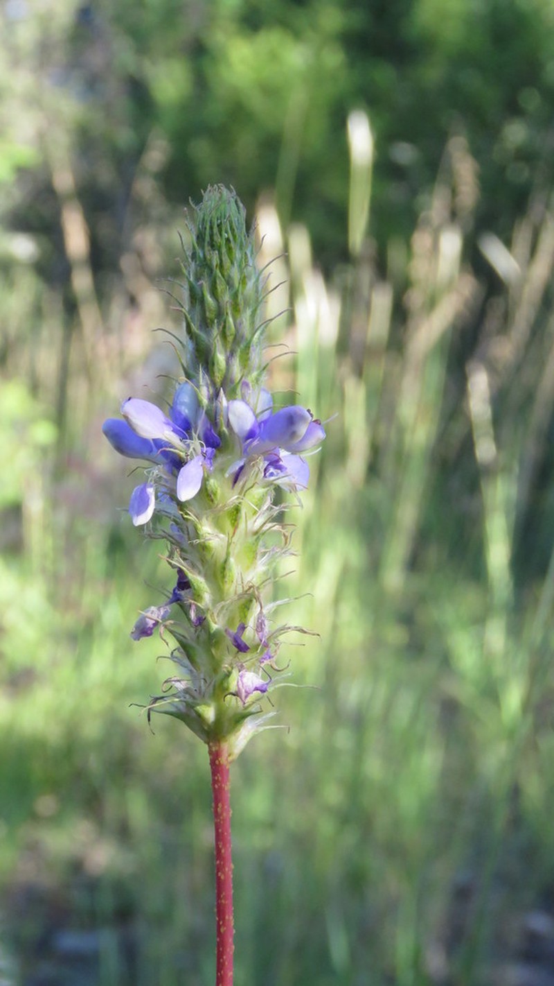 Dalea elegans photo 2