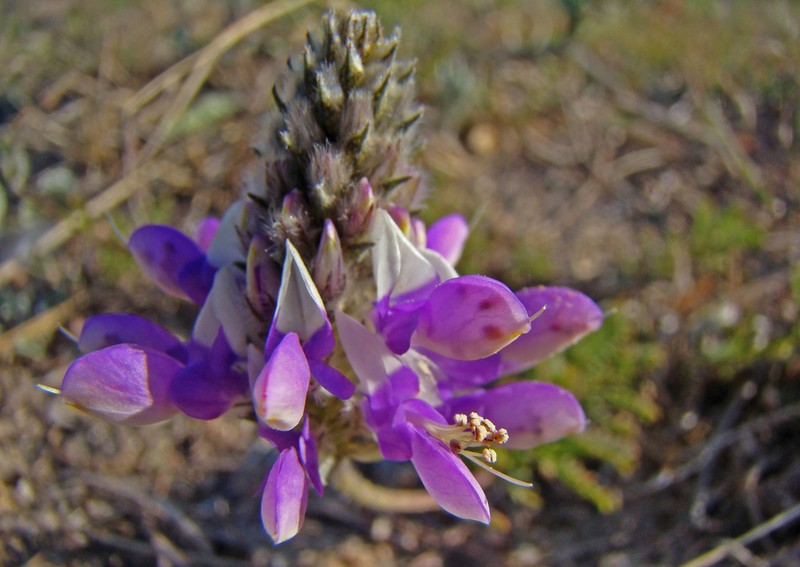 Dalea elegans photo 3