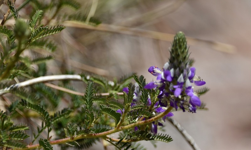 Dalea elegans photo 4