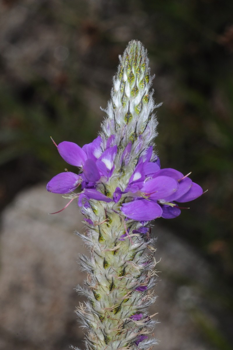 Dalea elegans photo 5
