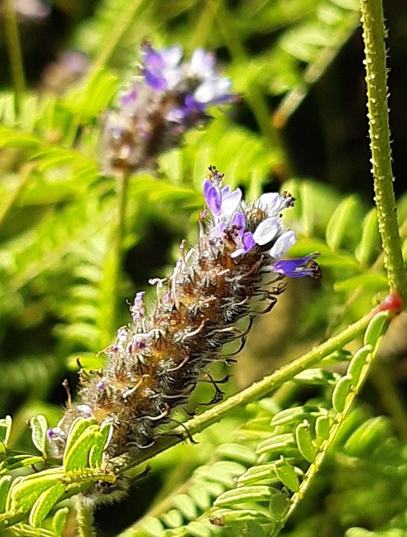 Dalea elegans photo 6