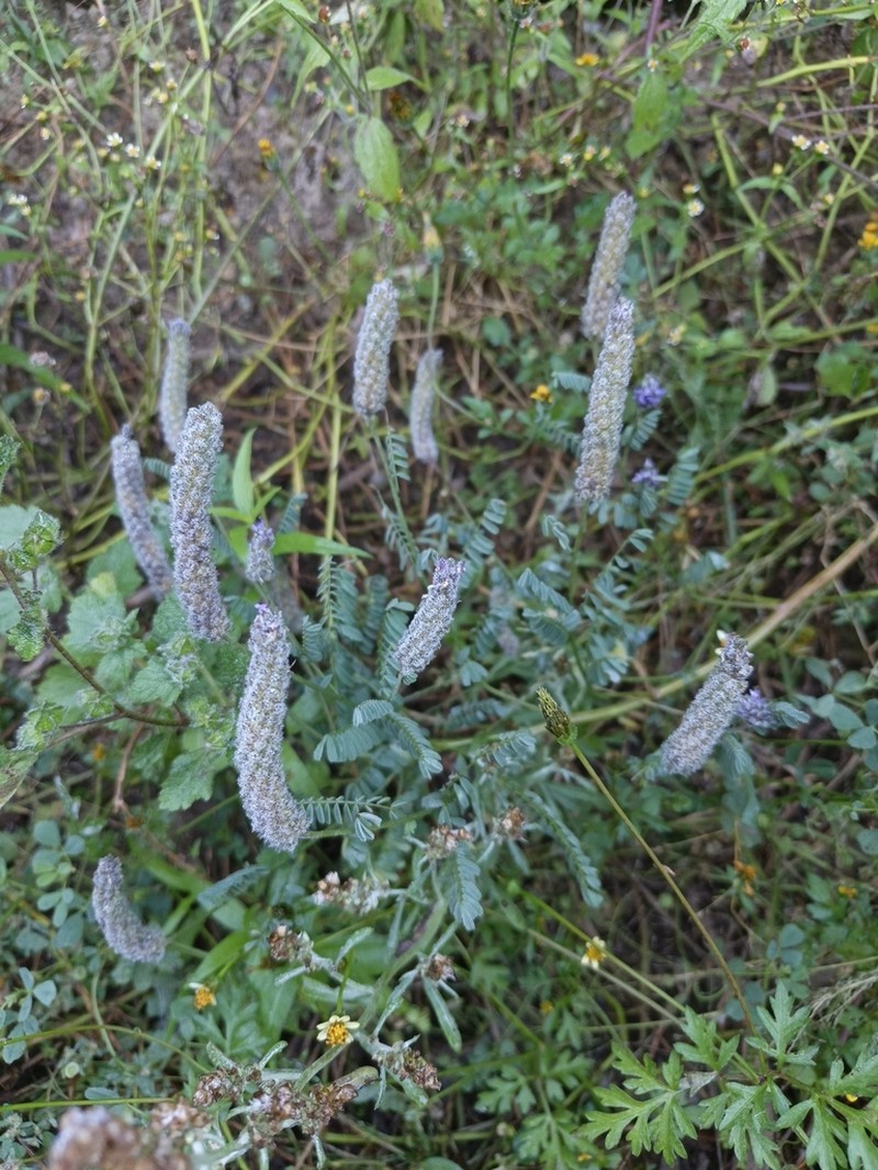 Dalea elegans photo 7