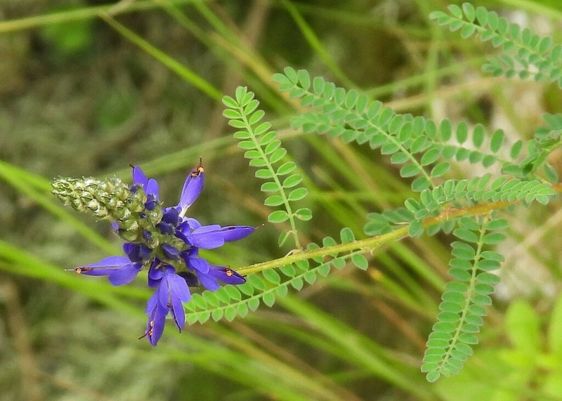 Dalea elegans photo 8
