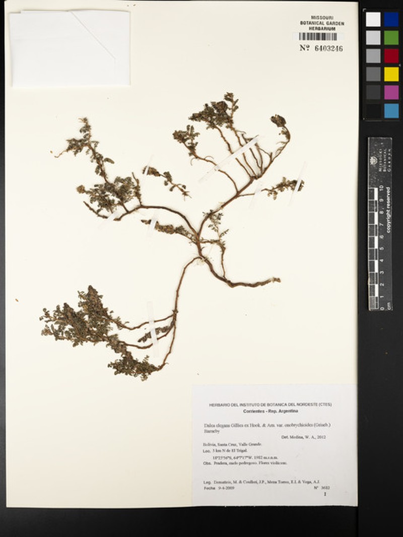 Dalea elegans var. onobrychioides