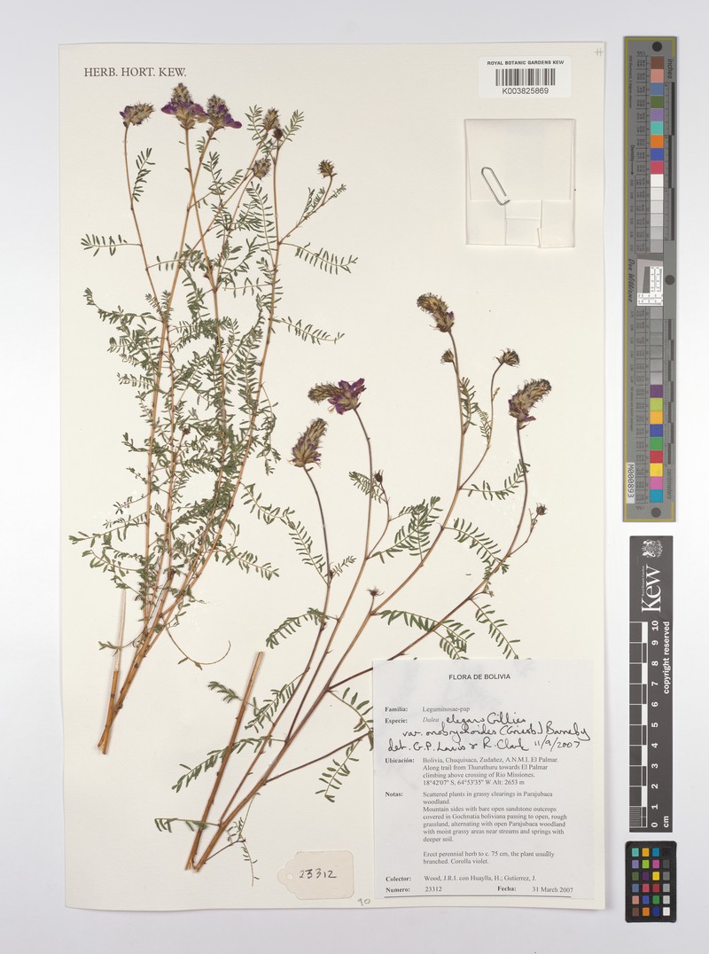 Dalea elegans var. onobrychioides photo 2