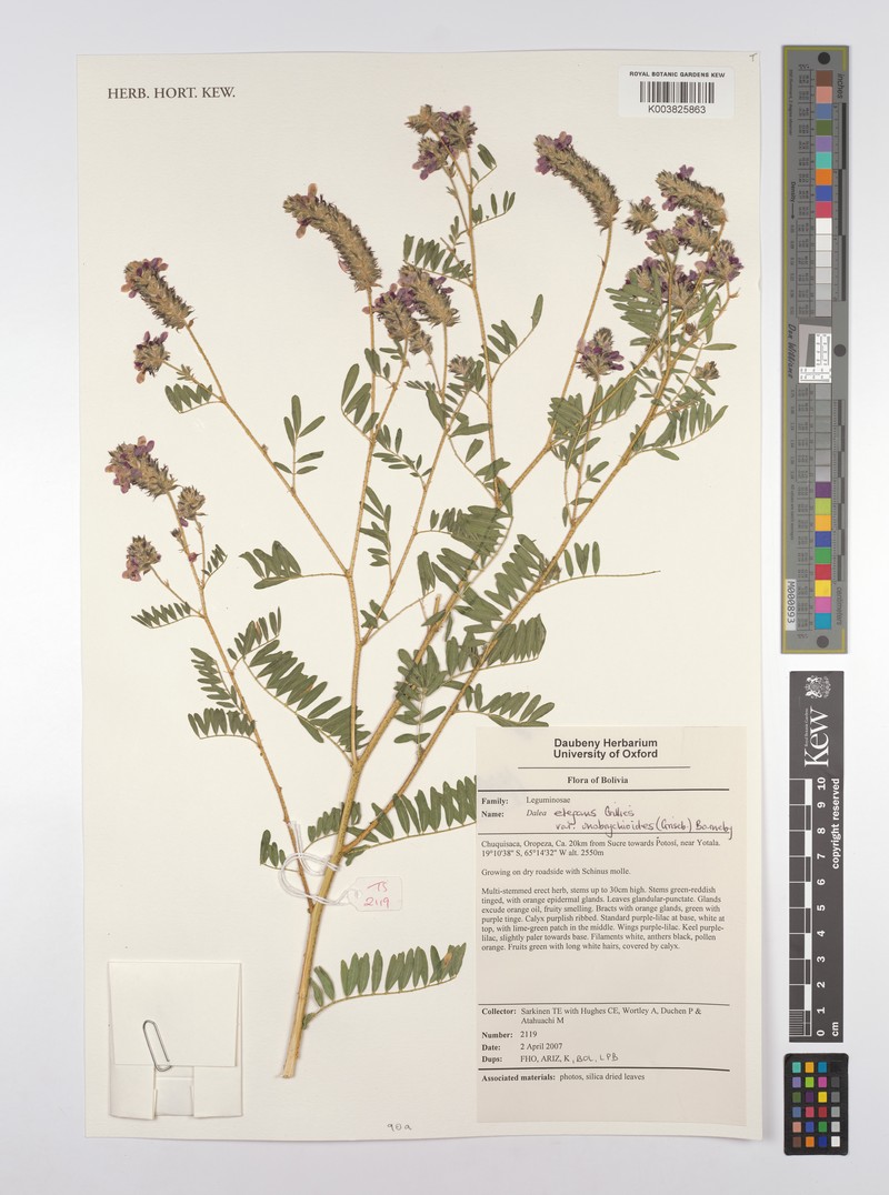 Dalea elegans var. onobrychioides photo 3
