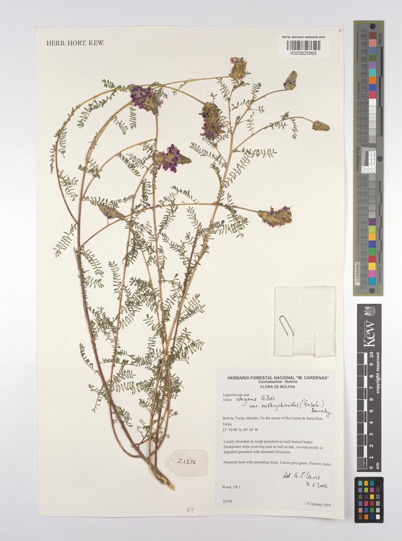 Dalea elegans var. onobrychioides photo 4