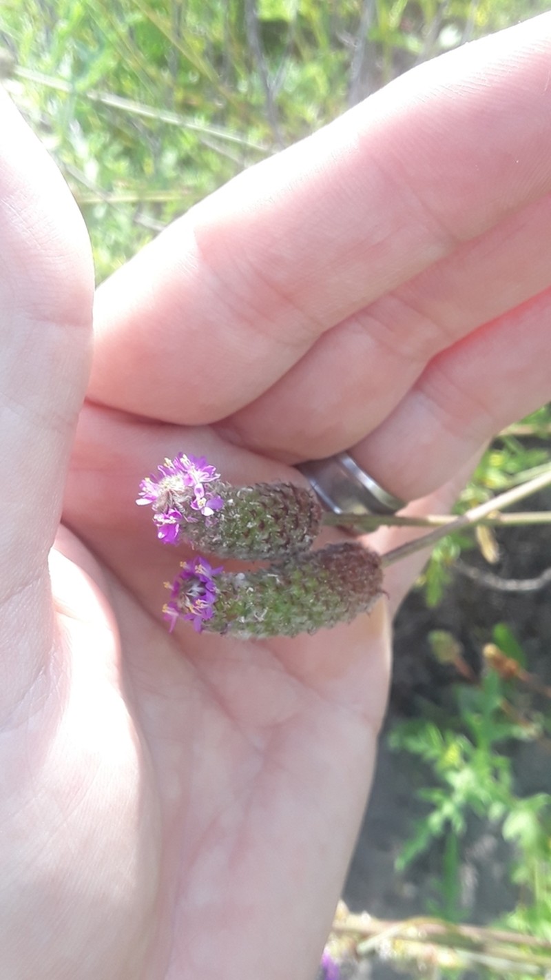 Wedgeleaf Prairie Clover