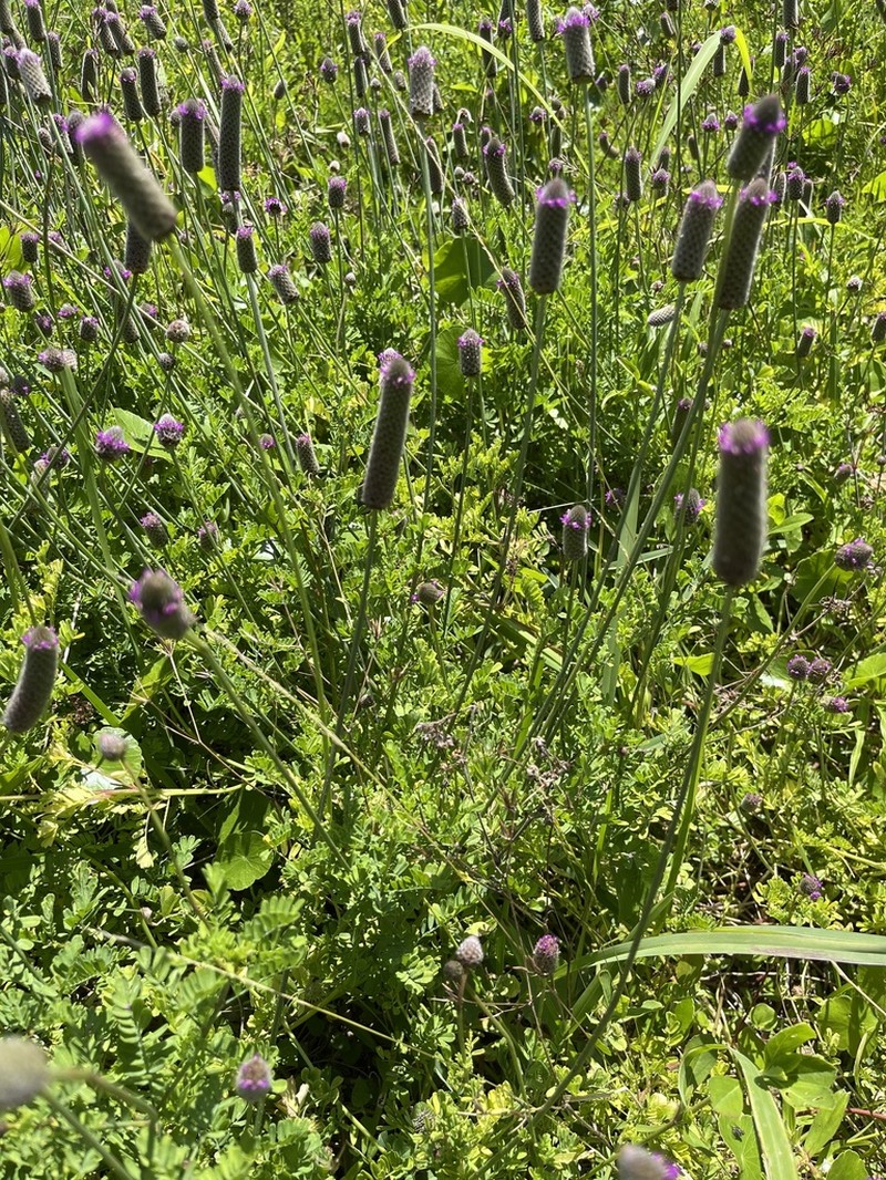 Wedgeleaf Prairie Clover photo 2