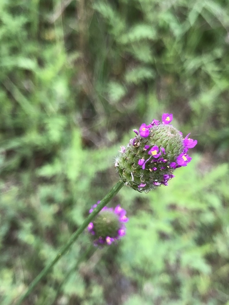 Wedgeleaf Prairie Clover photo 3