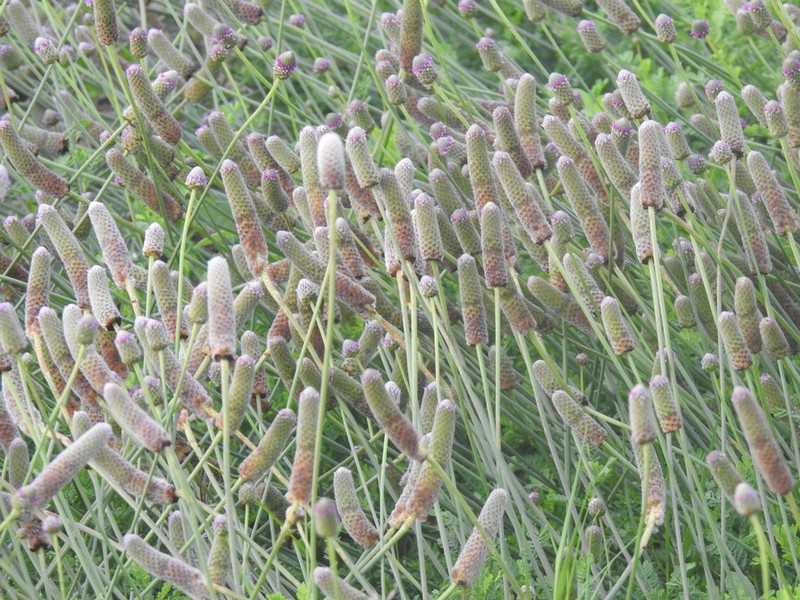 Wedgeleaf Prairie Clover photo 4
