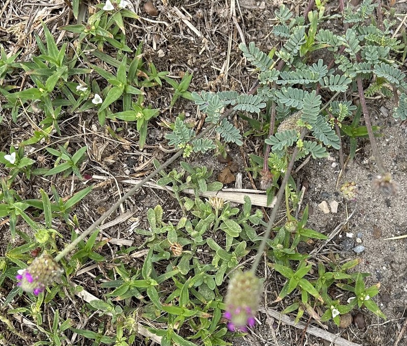 Wedgeleaf Prairie Clover photo 5