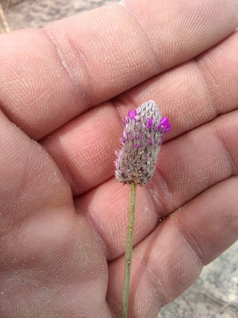 Wedgeleaf Prairie Clover photo 6